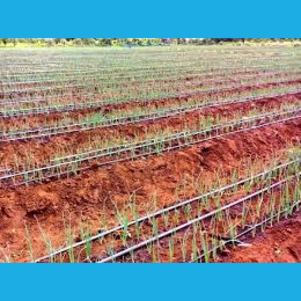 Agricultural Project in Kenya (Garlic Onion Farming) looking for